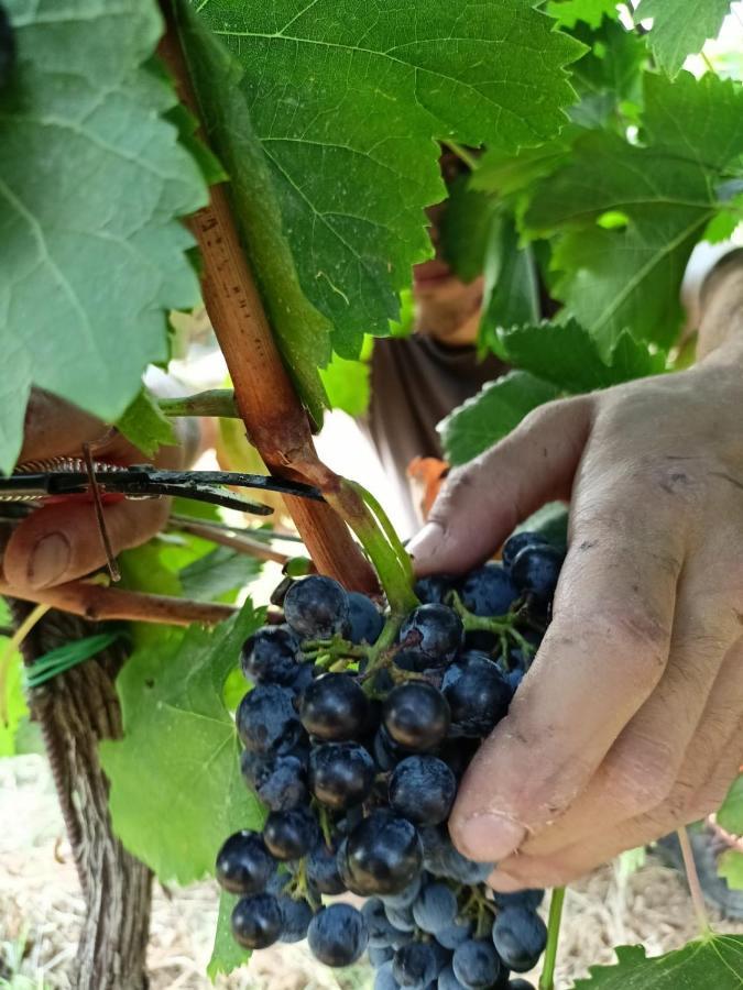 Agriturismo Colle Vento Суверето Екстериор снимка