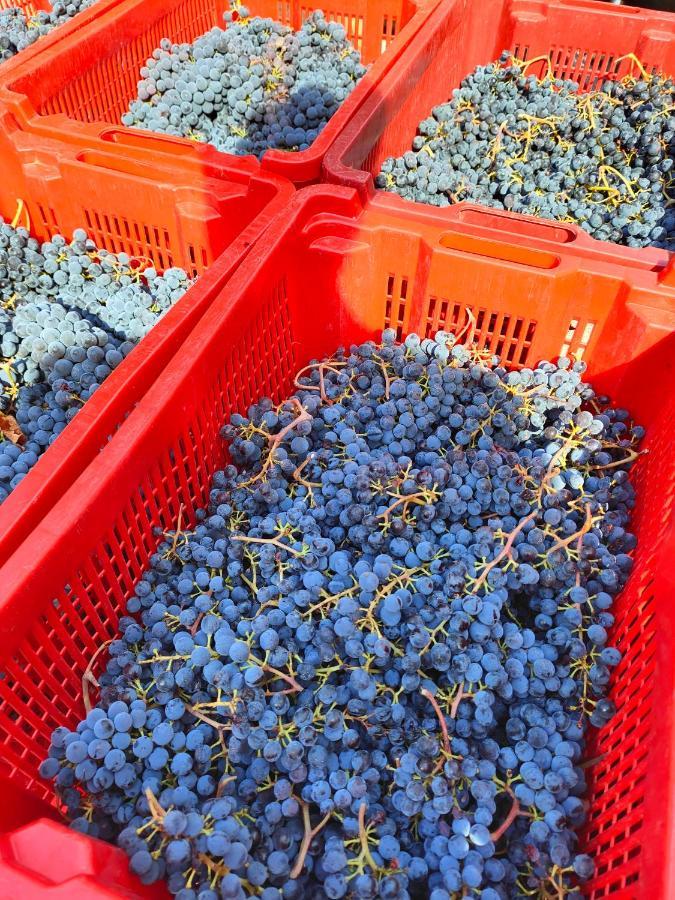 Agriturismo Colle Vento Суверето Екстериор снимка