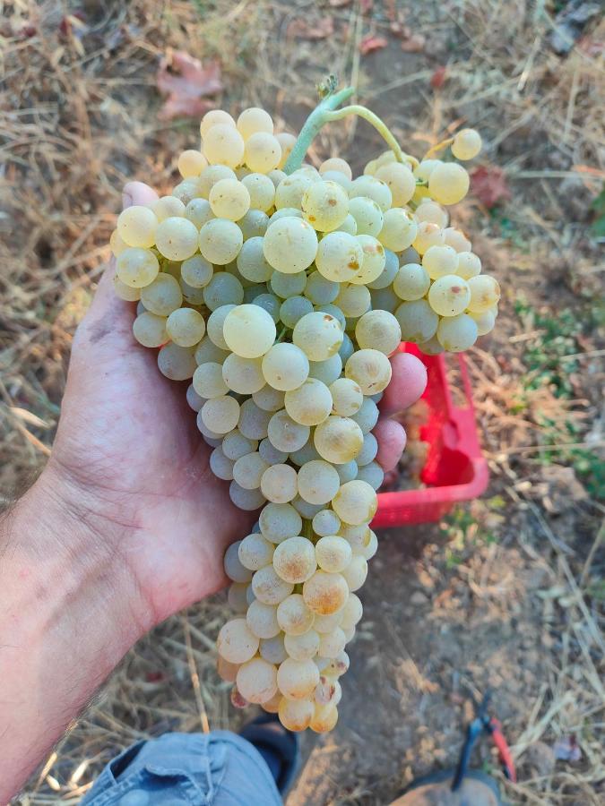 Agriturismo Colle Vento Суверето Екстериор снимка